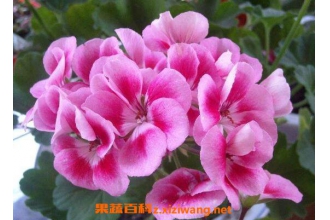 ���ÿ������ֳ ���ÿ�����ֳ����