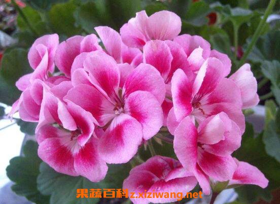 ���ÿ������ֳ ���ÿ�����ֳ����