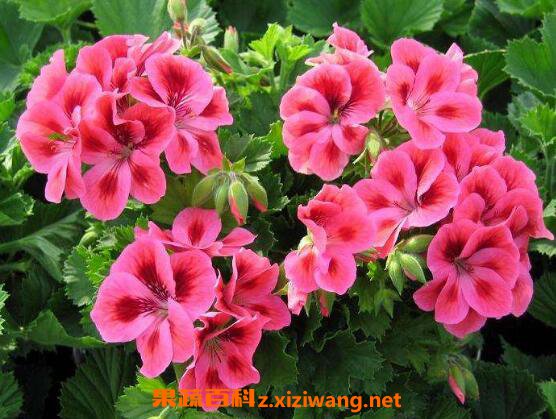 ���ÿ������ֳ ���ÿ�����ֳ����