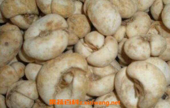 生半夏的功效与作用及禁忌