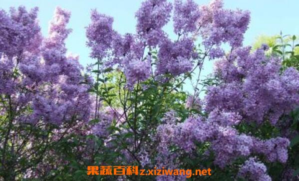 ���㻨Ҷ�ӵĹ�Ч������ Ϊʲô���㻨�й�����