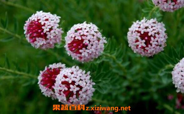 ��ҩ�Ƕ��Ĺ�Ч�����ü�ҩ�ü�ֵ