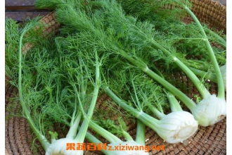 ˮ����������빦Ч ˮ������ô��