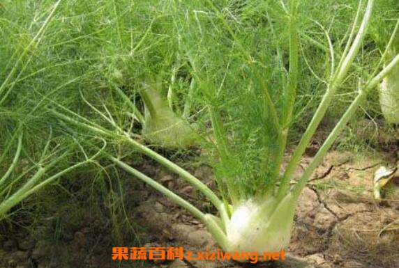 ˮ����������빦Ч ˮ������ô��