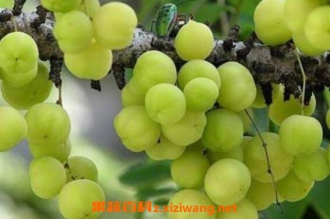 ����ӵĹ�Ч�����ü�ʳ�÷���