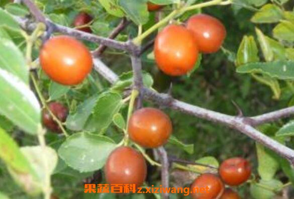 Ұ������Ĺ�Ч��������ʳ�÷���