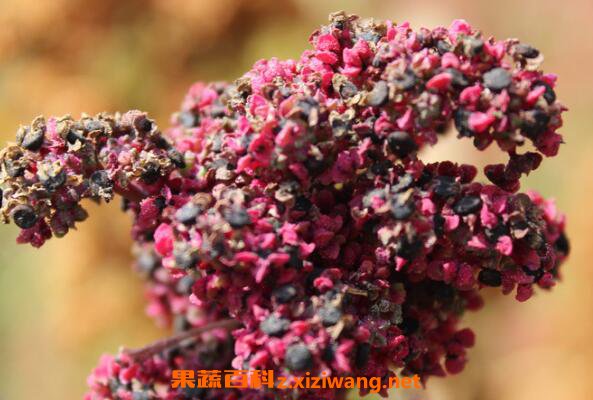 ޼��Ĺ�Ч������