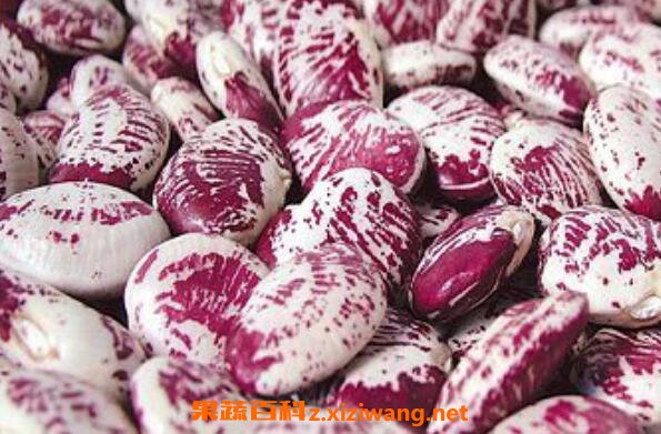 红花菜豆的功效与作用吃红花菜豆的好处 芸豆 做法 功效与作用 营养价值www Asqxzs Com