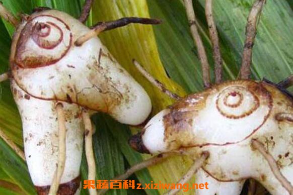 ��ҩ�׼��Ĺ�Ч������ �׼��Ľ���