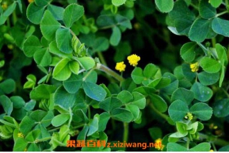 ����ޣ�������븱���� ����ޣ�Ľ���