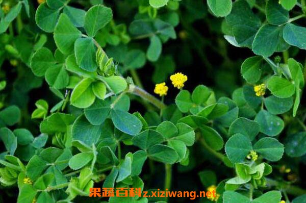 ����ޣ�������븱���� ����ޣ�Ľ���