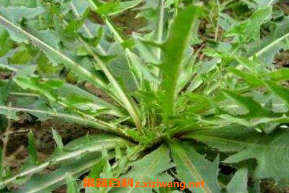 ɽݫ�ĵĹ�Ч������ ɽݫ�ĵ�ҩ�ü�ֵ