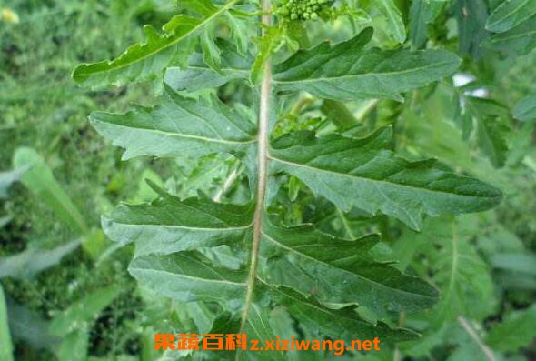 Ұݫ�ĵĹ�Ч������