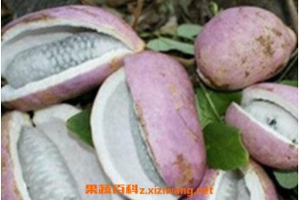 Ԥ֪�ӵĹ�Ч������ Ԥ֪�ӵ�ҩ�ü�ֵ