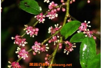 ���黨�Ĺ�Ч������ ���黨�ĸ�����
