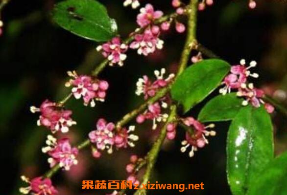 ���黨�Ĺ�Ч������ ���黨�ĸ�����