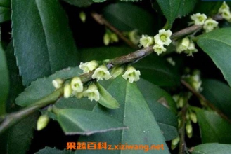 ���黨��ô��ֳ ���黨����ֳ����