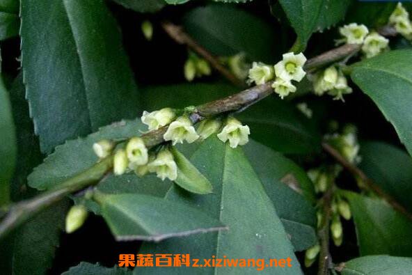 米碎花怎么养殖米碎花的养殖方法 花卉 做法 功效与作用 营养价值www Asqxzs Com