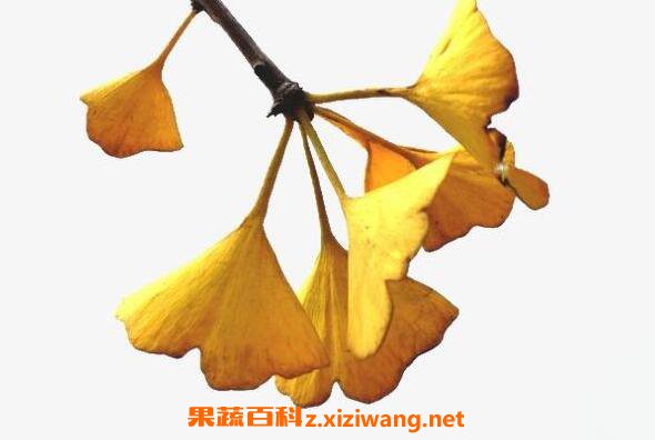 ����ҶƬ�Ĺ�Ч�����ü�ʳ�÷���
