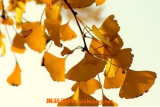 ����ҶƬ����ͷ��ʲô�� ����ҶƬ����ͷ������