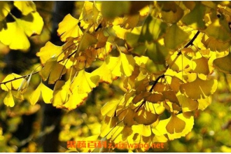 ����Ҷ�ܳ��ڳ��� ����Ҷ���ڳԵĸ����ú�Σ��