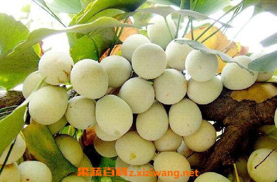 ���ӹ��Ĺ�Ч������ �����ӹ��ĺô�