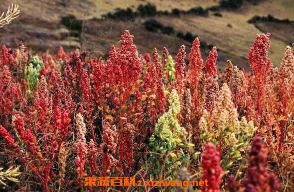 ޼���Ӫ����ֵ����Ч