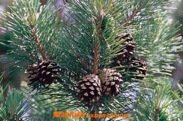 ��β����Ĺ�Ч������