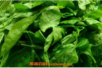 ���Ҷ��ʲô��Ч ���Ҷ�Ĺ�Ч������