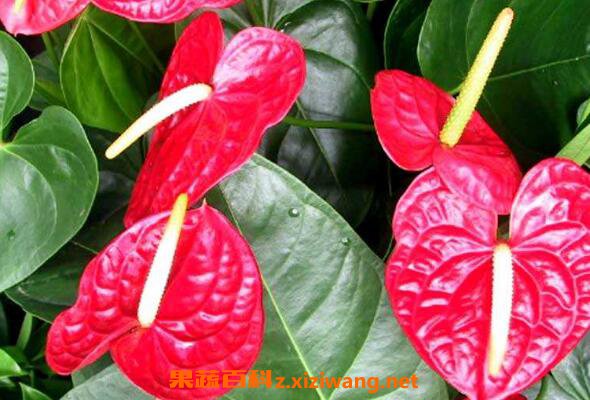 ����Ҷ�ӷ�����ô�� ����Ҷ�ӷ��ƵĽ���취