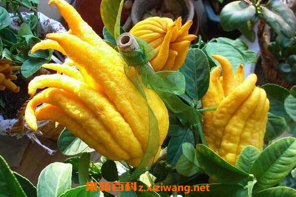 ���ֵĹ�Ч�����ü�ҩ�ü�ֵ