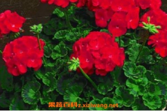 ���ÿ��Ĺ�Ч������ ���ÿ���������