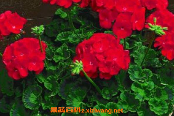 ���ÿ��Ĺ�Ч������ ���ÿ���������