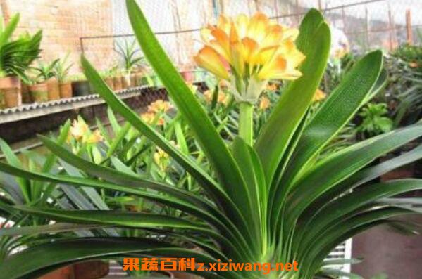 ��������ô��ֳ ����������ֳ������ע������