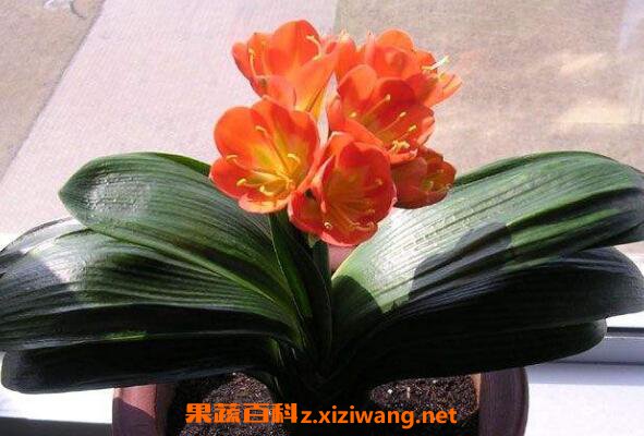 ��������ô��ֳ ����������ֳ������ע������