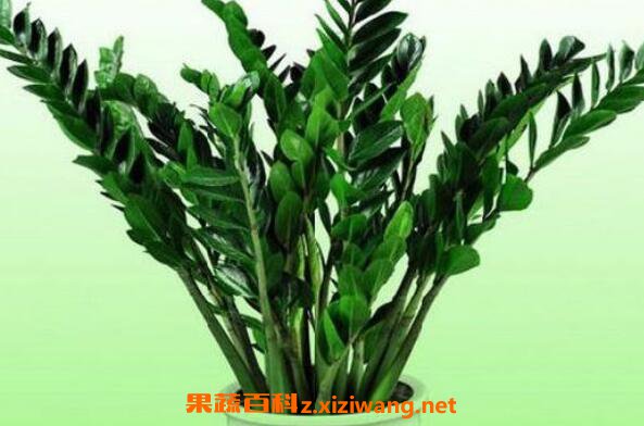 ��Ǯ������ֳ���� ��ֳ��Ǯ����ע������
