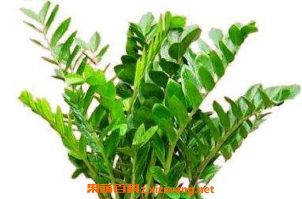 ��Ǯ������ֳ���� ��ֳ��Ǯ����ע������