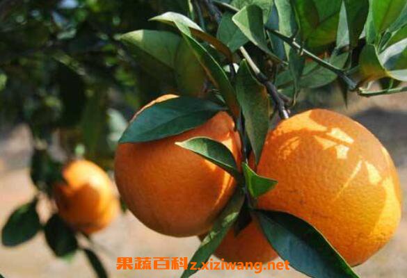 ��Ǯ�̵�ʳ�÷��� ��Ǯ�̵�ʳ��Ч��