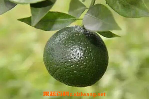 С��̵Ĺ�Ч������