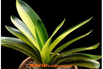 �����������ֳ ����������ֳ����
