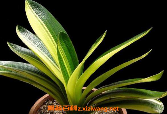 �����������ֳ ��������ֳ����