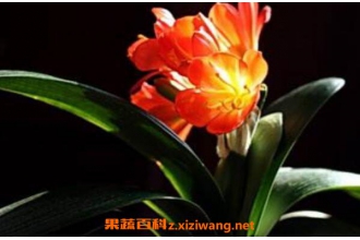 ��������ô��ֳ �������ķ�ֳ��������