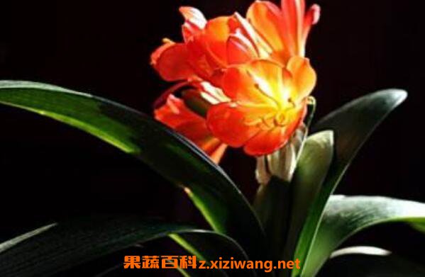 ��������ô��ֳ �������ķ�ֳ��������