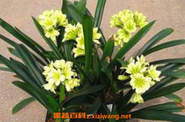 ��������ô��ֳ �������ķ�ֳ��������