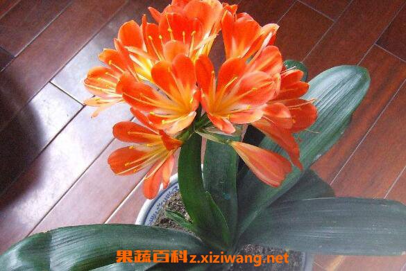 ������Ҷ�ӷ�����ʲôԭ�� ������Ҷ��������ô��