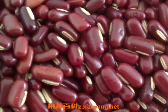 赤小豆的功效与作用 吃赤小豆的好处
