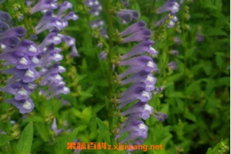 ��֦���Ĺ�Ч������ ��֦����ҩ�ü�ֵ