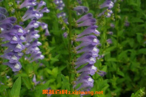 ��֦���Ĺ�Ч������ ��֦����ҩ�ü�ֵ