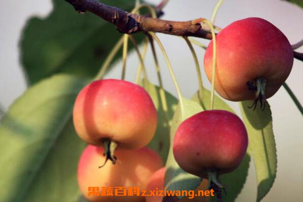 ���Ĺ��Ĺ�Ч������ ���Ĺ���ô��