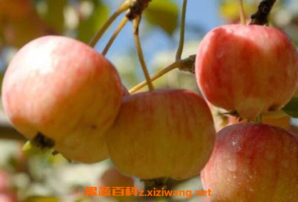 ���Ĺ��Ĺ�Ч������ ���Ĺ���ô��